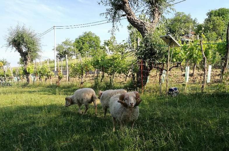 Penzion Wine House Rakar Gračišče Exteriér fotografie