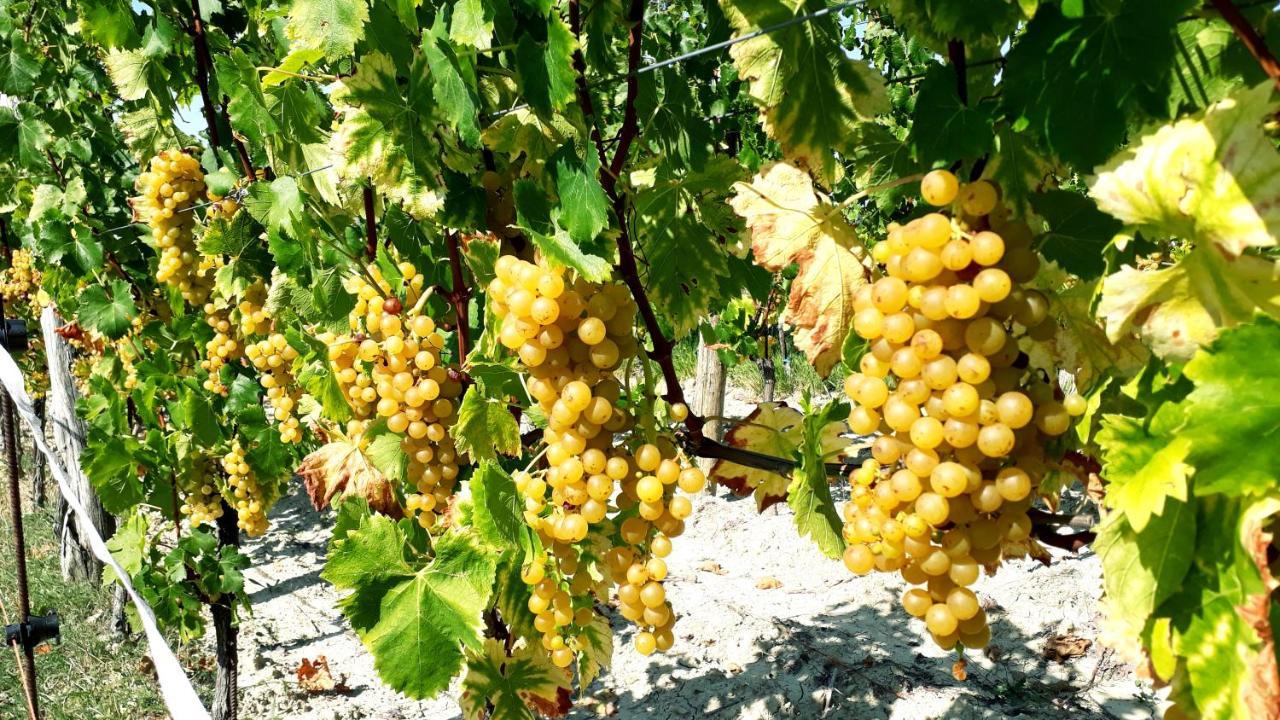 Penzion Wine House Rakar Gračišče Exteriér fotografie